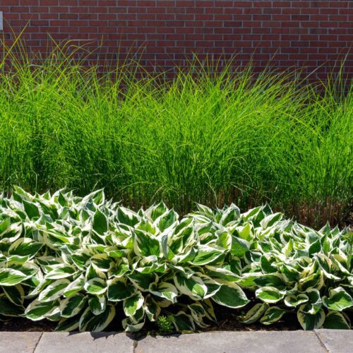 Commercial landscape design in Ottawa and Kemptville by VS Landscape